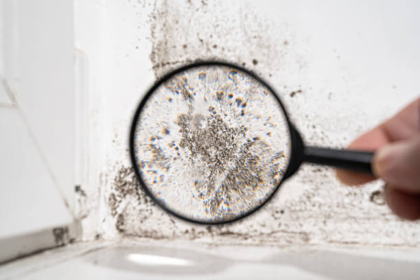 Best Emergency Mold Remediation  in Newport, WA